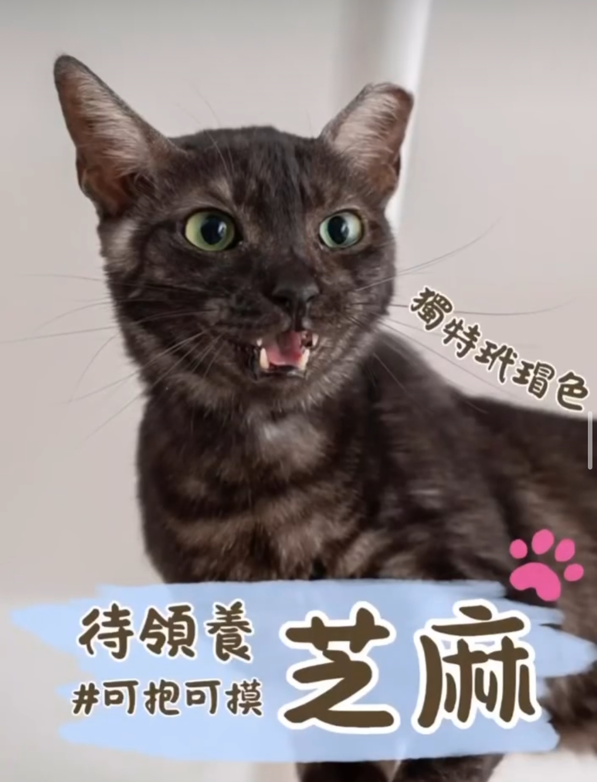 芝麻